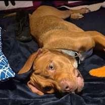 Thumbnail photo of Scooby #1