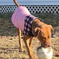 Thumbnail photo of Scooby #2