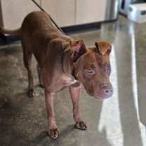 Thumbnail photo of Chevy #1