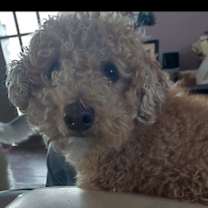 Thumbnail photo of Murphy #1