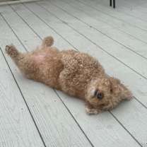 Thumbnail photo of Murphy #2