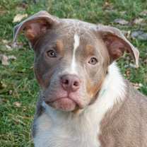 Thumbnail photo of Cookie #1