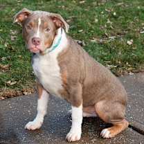 Thumbnail photo of Cookie #2