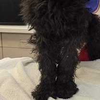 Thumbnail photo of Zephyr #1