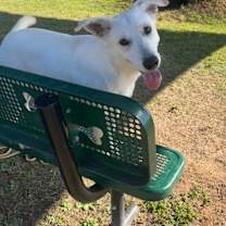 Thumbnail photo of Yam #3