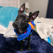 Thumbnail photo of Sofia #1