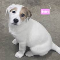 Thumbnail photo of Betsy #3