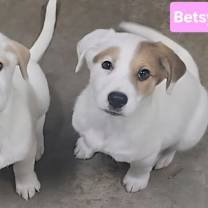 Thumbnail photo of Betsy #4