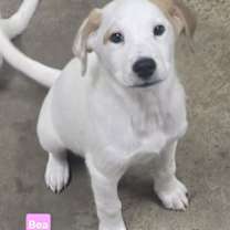 Thumbnail photo of Bea #1