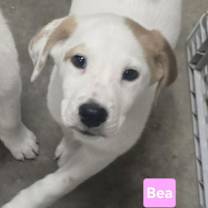 Thumbnail photo of Bea #3