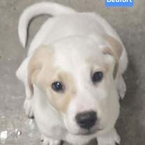 Thumbnail photo of Beufort #1