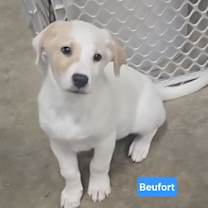 Thumbnail photo of Beufort #2