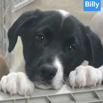 Thumbnail photo of Billy #1