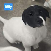 Thumbnail photo of Billy #2