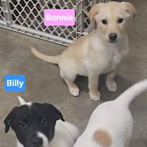 Thumbnail photo of Billy #3