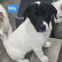 Thumbnail photo of Billy #4