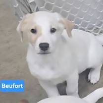 Thumbnail photo of Beufort #3