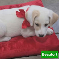 Thumbnail photo of Beufort #4