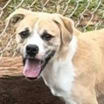 Thumbnail photo of Griffin #1