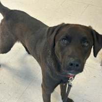 Thumbnail photo of Dewey (Underdog) #3