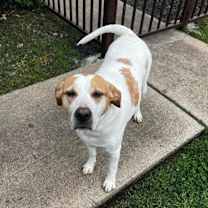 Thumbnail photo of Scarlet #1