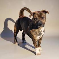 Thumbnail photo of Grayson #1