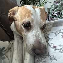 Thumbnail photo of Scarlet #3