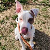 Thumbnail photo of Charmander #2