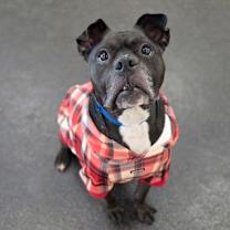 Thumbnail photo of Angus #1