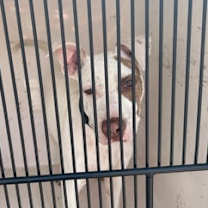 Thumbnail photo of Charmander #3