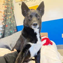 Thumbnail photo of Iris #2