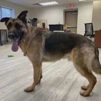 Thumbnail photo of Gohan #3