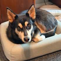 Thumbnail photo of Tommy #1