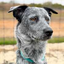 Thumbnail photo of Earl #1