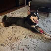 Thumbnail photo of Tommy #3