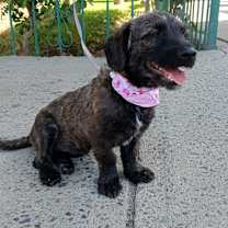 Thumbnail photo of MILLIE #3