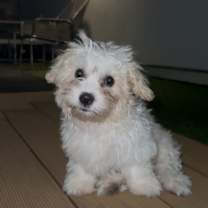 Thumbnail photo of Geo #2