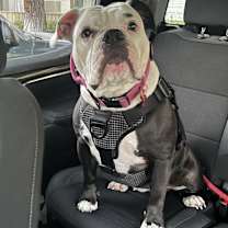 Thumbnail photo of Roxy #1