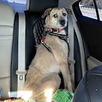 Thumbnail photo of Peaches Lonestar #1