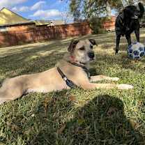 Thumbnail photo of Peaches Lonestar #2