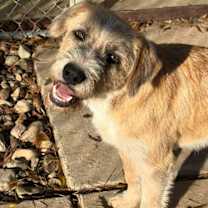 Thumbnail photo of Johnny Lonestar #1