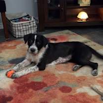 Thumbnail photo of June Lonestar #1