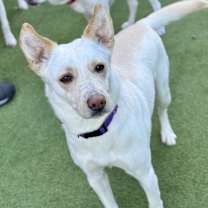 Thumbnail photo of Fluffy #1