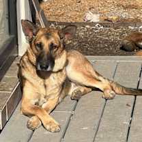 Thumbnail photo of Sebastian (CAT FRIENDLY!!) #3