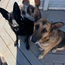 Thumbnail photo of Rachel (CAT FRIENDLY!!) #2