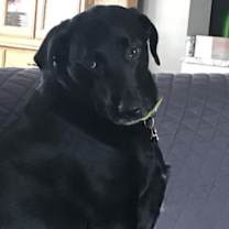 Thumbnail photo of Gordy #2