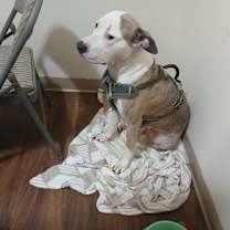 Thumbnail photo of Dallas #2