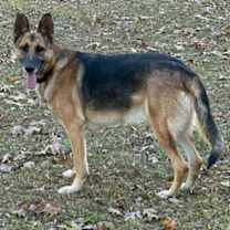 Thumbnail photo of Sebastian (CAT FRIENDLY!!) #2