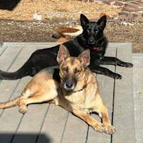 Thumbnail photo of Sebastian (CAT FRIENDLY!!) #4