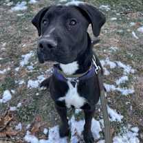 Thumbnail photo of Dribble (AKA Jango) #2